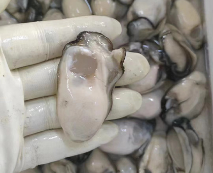 單凍牡蠣肉