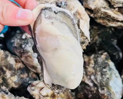 牡蠣