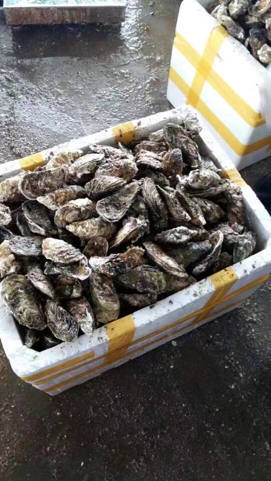 割蠔